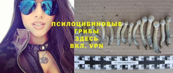 прущие грибы Волоколамск